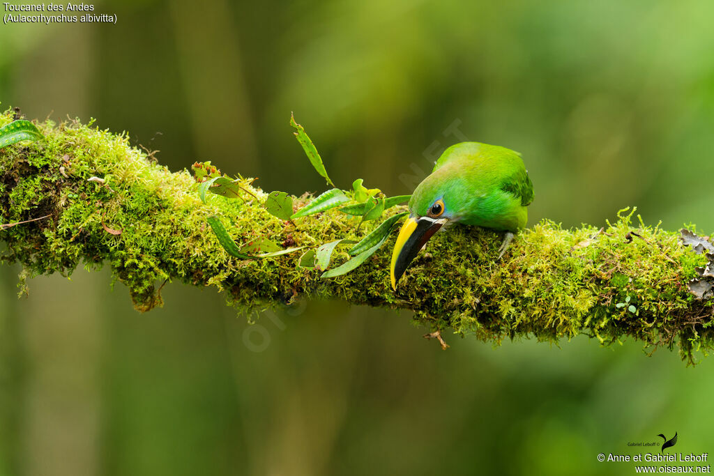 Toucanet à gorge blanche adulte
