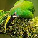 Toucanet à gorge blanche