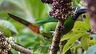 Toucanet à gorge bleue