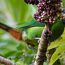 Toucanet à gorge bleue
