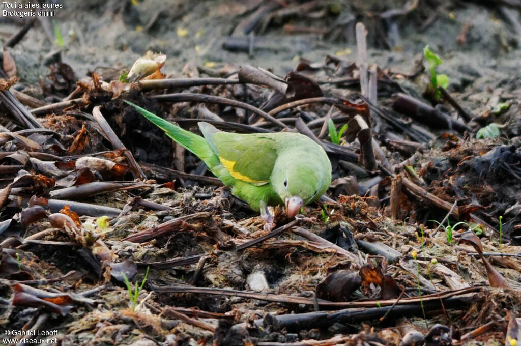 Yellow-chevroned Parakeet