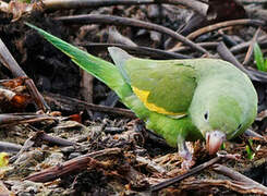 Yellow-chevroned Parakeet