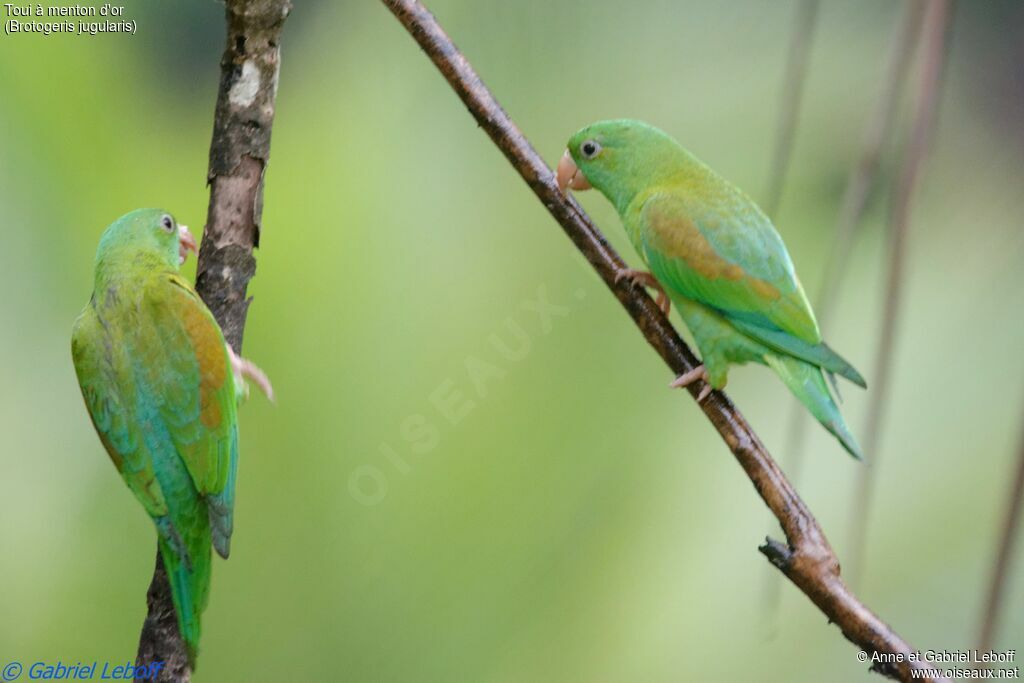 Orange-chinned Parakeet