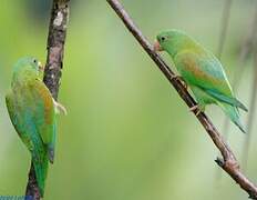 Orange-chinned Parakeet