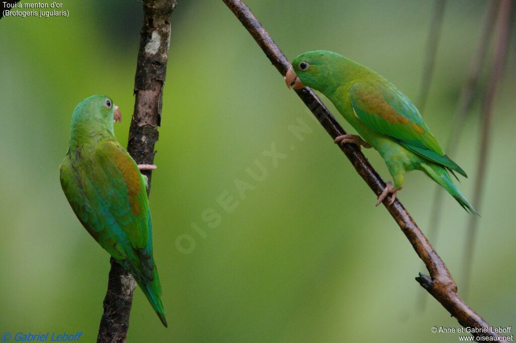 Orange-chinned Parakeet