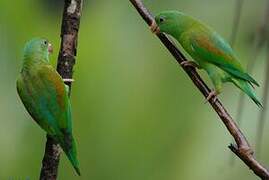 Orange-chinned Parakeet