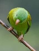 Orange-chinned Parakeet