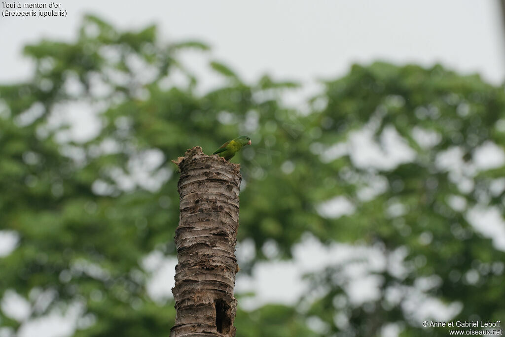 Orange-chinned Parakeet