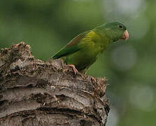 Orange-chinned Parakeet