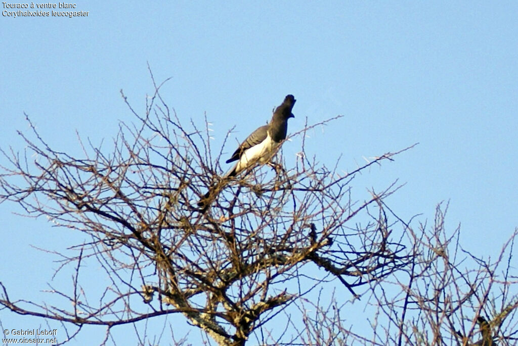 White-bellied Go-away-bird