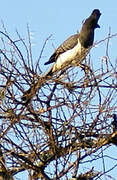 White-bellied Go-away-bird