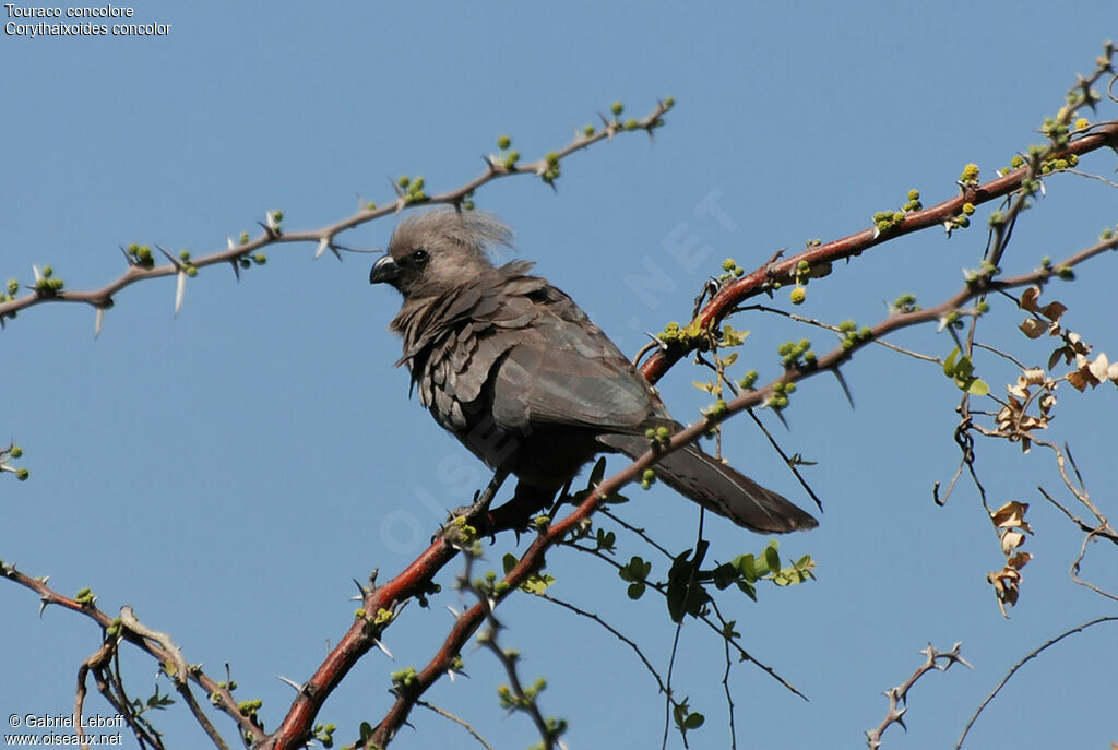 Grey Go-away-bird