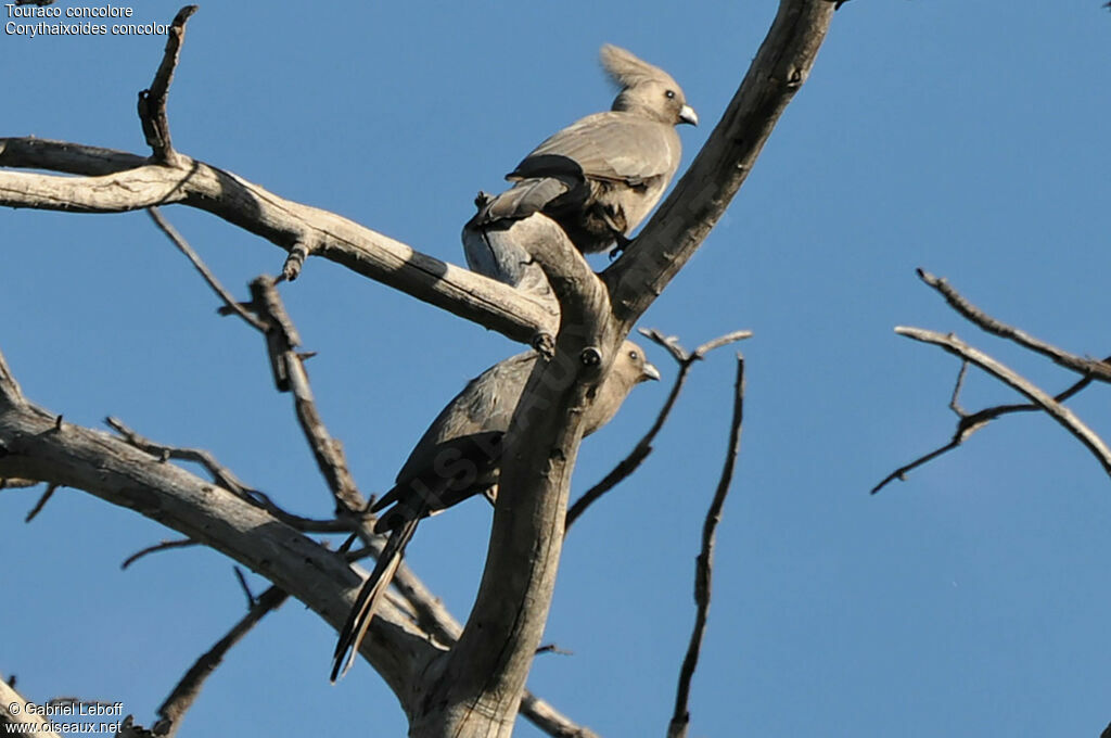 Grey Go-away-bird