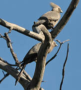 Grey Go-away-bird