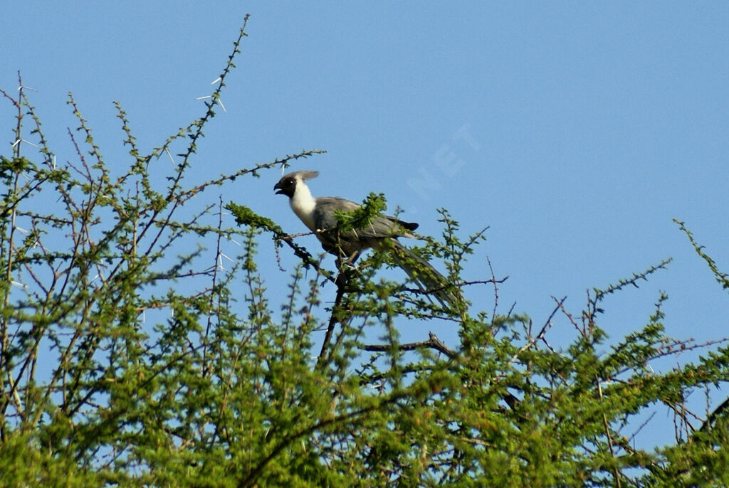 Touraco masqué