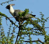 Touraco masqué