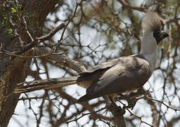 Bare-faced Go-away-bird