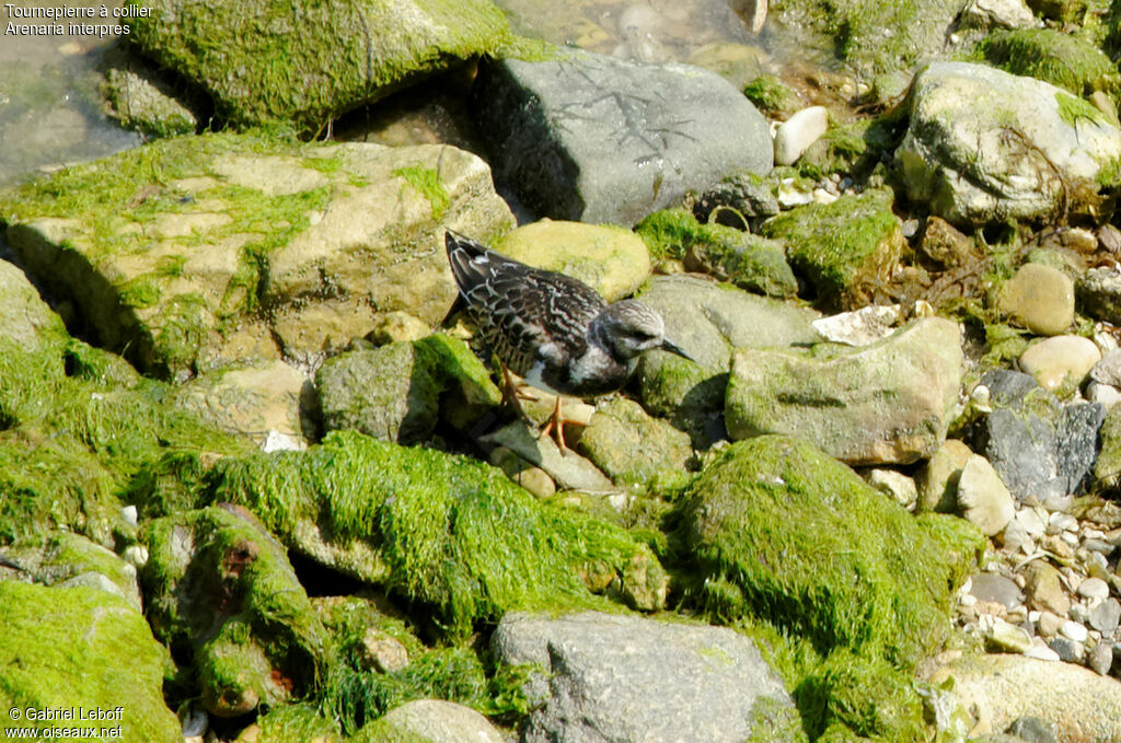 Ruddy Turnstone