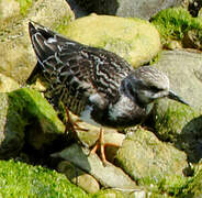 Ruddy Turnstone