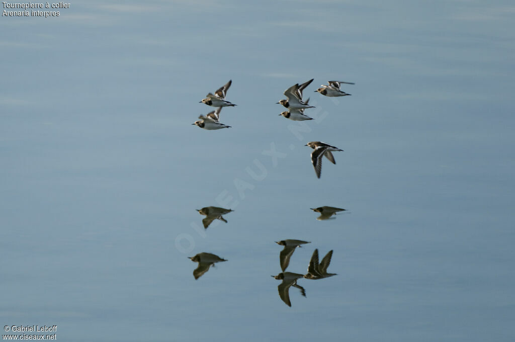 Ruddy Turnstone