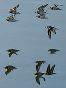 Ruddy Turnstone