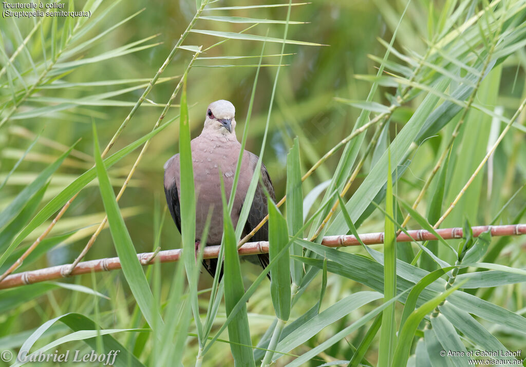 Red-eyed Dove