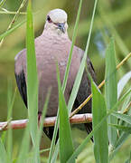 Red-eyed Dove