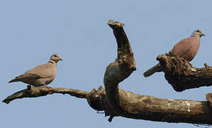 Red Collared Dove