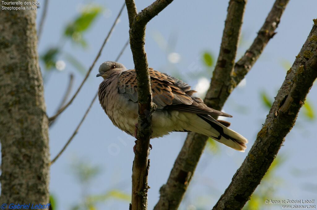 European Turtle Dove