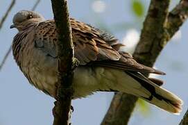 European Turtle Dove