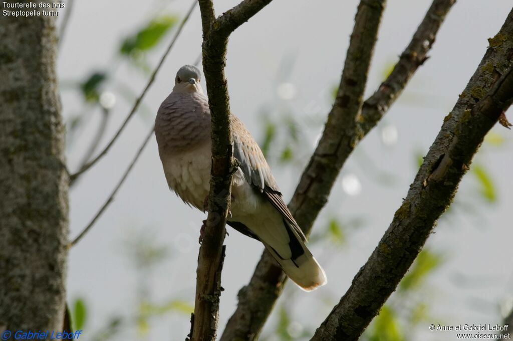 European Turtle Dove