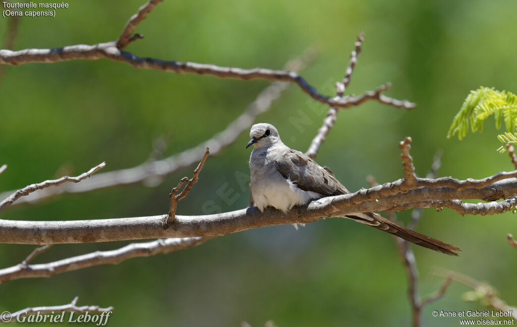 Namaqua Dove female