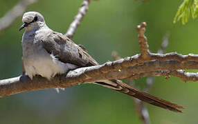 Namaqua Dove