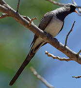 Namaqua Dove