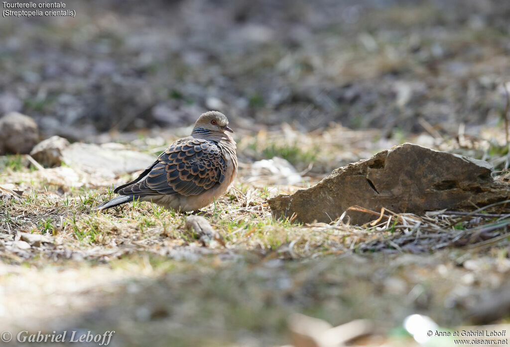 Oriental Turtle Dove