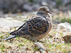 Oriental Turtle Dove