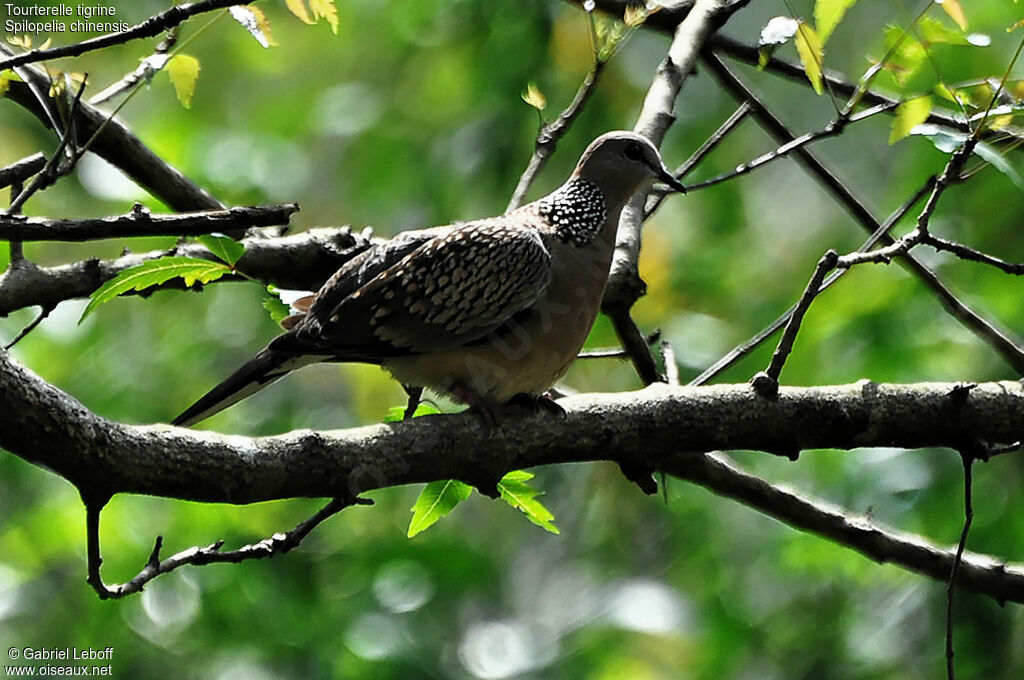 Spotted Dove