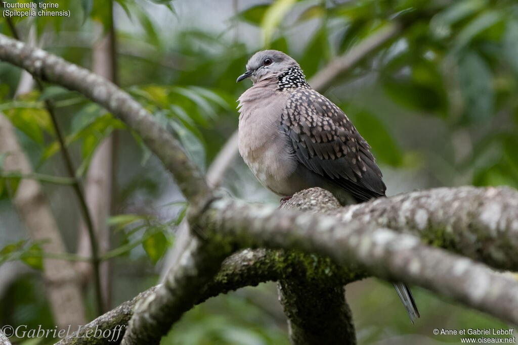 Spotted Dove