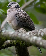 Spotted Dove