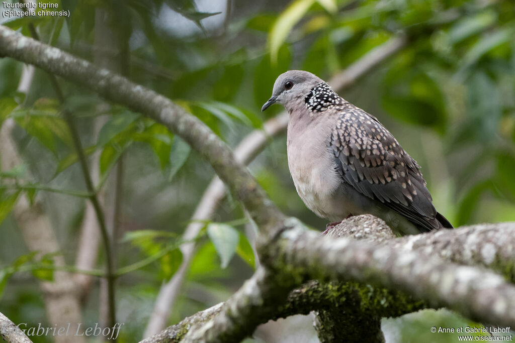 Spotted Dove