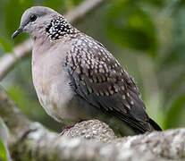 Spotted Dove