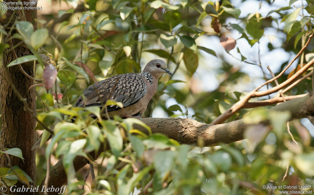 Spotted Dove