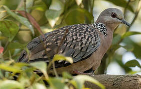 Spotted Dove