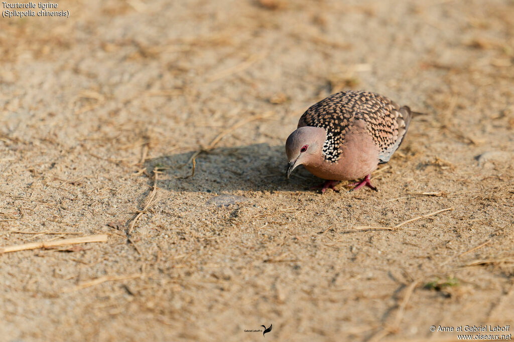 Tourterelle tigrine