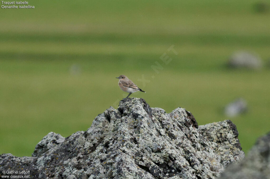 Isabelline Wheatear