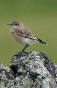 Isabelline Wheatear