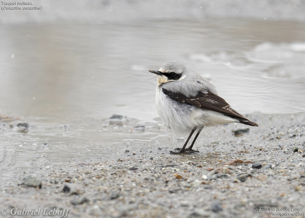 Northern Wheatear male immature