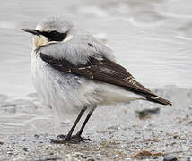 Northern Wheatear