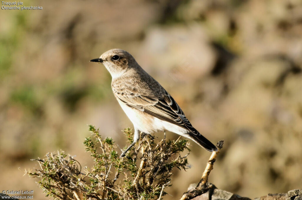 Pied Wheatear