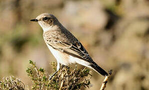 Pied Wheatear